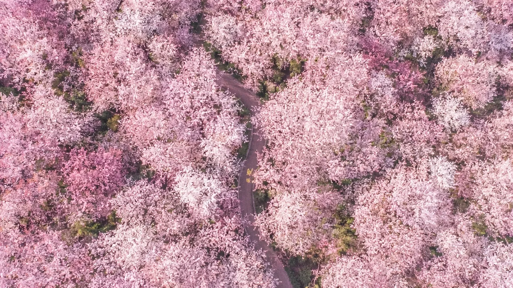 ai water mark remover example