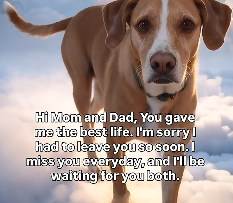 Spirit pet reunion video prompt